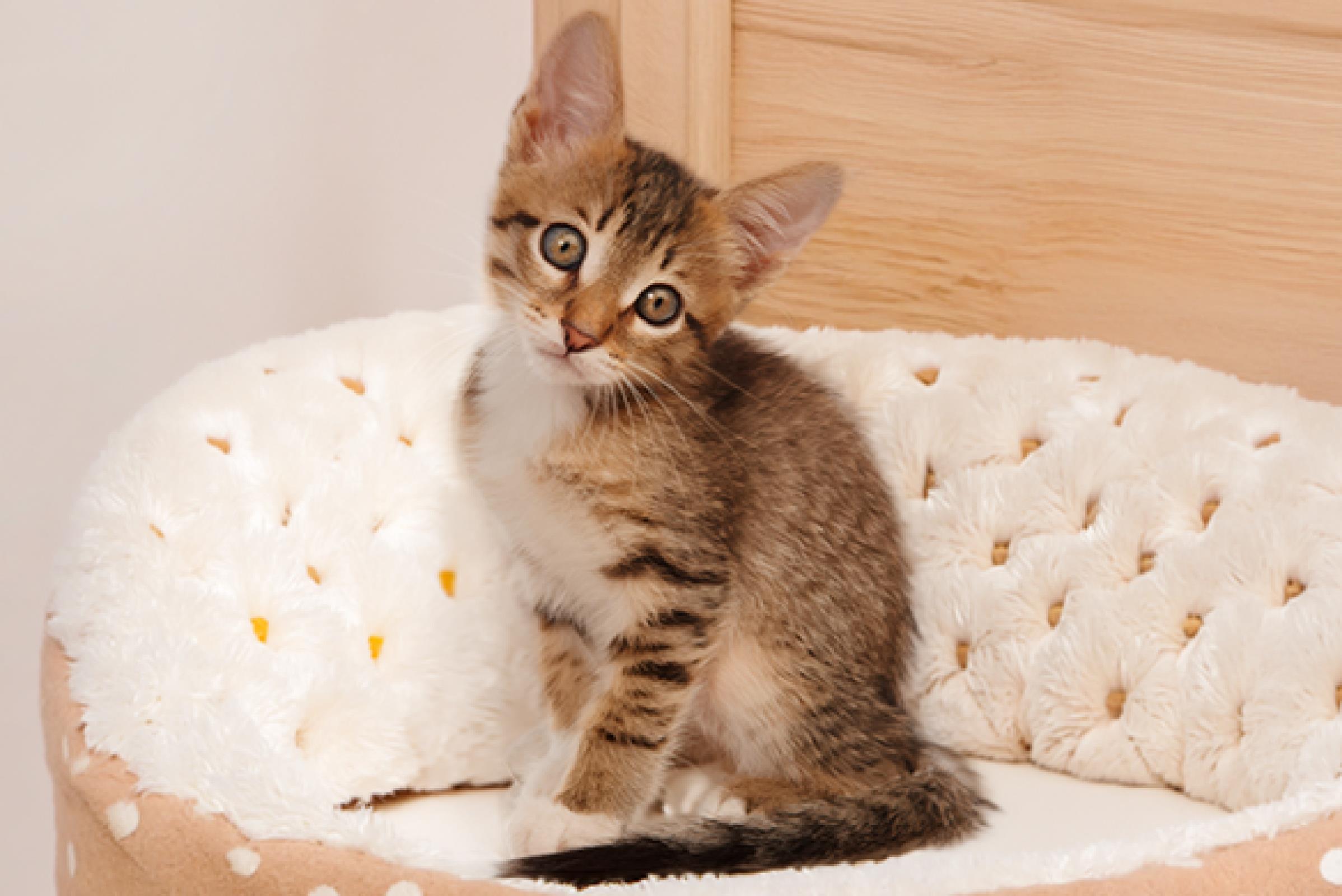 cómo saber si un gatito bebé está sano